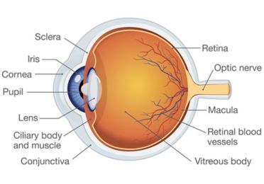 Comprehensive Eye Examination