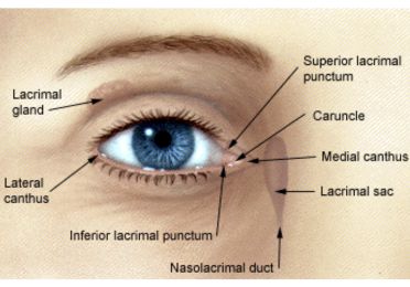 Eyelid Conditions