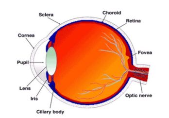 Normal Eye Structure